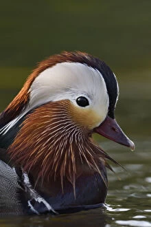 Mandarin duck (Aix galericulata) male swimming on water in the Beijing area, China, May