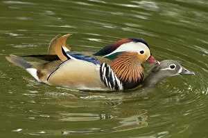 Aix Galericulata Gallery: Mandarin duck (Aix galericulata) pair mating on lake. Shanghai Zoo, China