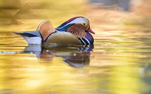 Autumn Update Gallery: Mandarin duck (Aix galericulata) male swimming with autumn colours reflected in the water