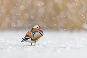 Bad Weather Gallery: Mandarin duck (Aix galericulata) drake standing on frozen pond during snowstorm