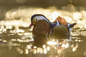 Mandarin duck (Aix galericulata) drake swimming on pond, backlit by rising sun, Richmond Park, London, UK. February