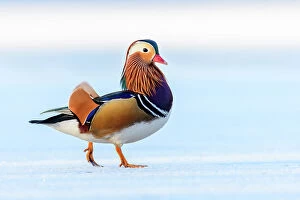 Colourful Gallery: Mandarin duck (Aix galericulata) drake walking on snow-covered, frozen lake, London, UK. February