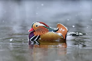 Images Dated 14th February 2022: Mandarin duck (Aix galericulata) drake swimming on pond in falling snow, Richmond Park, London, UK