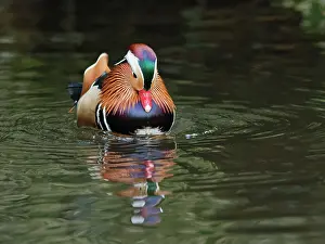 Anseriformes Prints: Mandarin duck (Aix galericulata)
