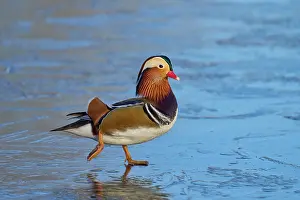 Greater Manchester Prints: Mandarin duck (Aix galericulata) drake