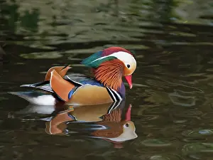 Anatidae Prints: Mandarin duck (Aix galericulata) drake