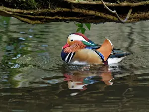 Anatidae Prints: Mandarin duck (Aix galericulata) drake