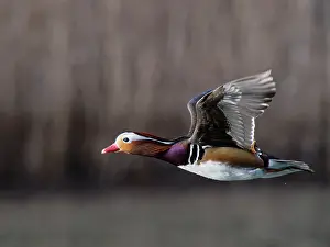 Drakes Prints: Mandarin duck (Aix galericulata) drake in flight