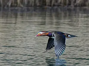 Drakes Prints: Mandarin duck (Aix galericulata) drake flying low over a woodland pond