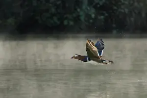 Anatidae Prints: Mandarin duck (Aix galericulata) drake flying low over a woodland pond through morning mist