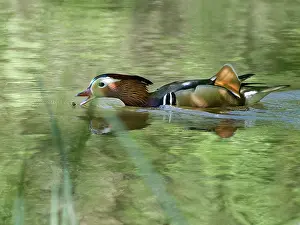 Alien Species Prints: Mandarin duck (Aix galericulata) drake hunting flies on the surface of a woodland pond on a warm spring day