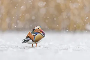 London Prints: Mandarin duck (Aix galericulata) drake standing on frozen pond during snowstorm