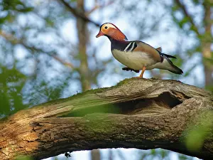 Alien Species Prints: Mandarin duck (Aix galericulata) drake walking along a hollow branch of an English oak tree (Quercus robur)