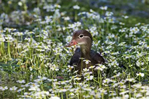 Ranunculaceae Prints: Mandarin duck (Aix galericulata) female