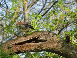 French Oak Prints: Mandarin duck (Aix galericulata) female