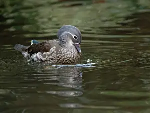 Anatidae Prints: Mandarin duck (Aix galericulata) female
