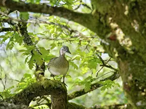 Alien Species Prints: Mandarin duck (Aix galericulata) female perched on a branch high in an ancient English oak (Quercus robur)