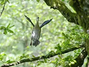 Alien Species Prints: Mandarin duck (Aix galericulata) female taking off from a branch high in an ancient English oak (Quercus robur)