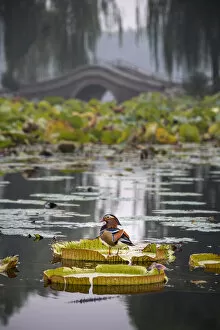Images Dated 16th September 2020: Mandarin duck (Aix galericulata) on lilypad, Yuyuantan Park, Beijing, China