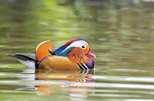 Devon Prints: Mandarin duck (Aix galericulata) male in breeding plumage
