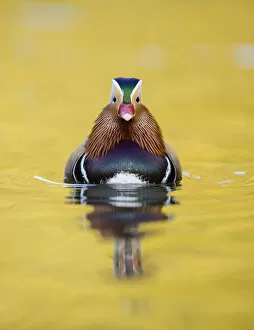 June 2021 Highlights Gallery: Mandarin duck (Aix galericulata) male swimming, London, UK, November