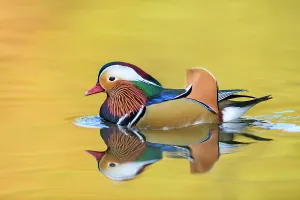 June 2021 Highlights Prints: Mandarin duck (Aix galericulata) male swimming with autumn colours reflected in the water