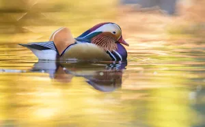 London Prints: Mandarin duck (Aix galericulata) male swimming with autumn colours reflected in the water