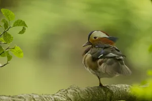 British Birds Prints: Mandarin duck (Aix galericulate) male resting in tree, Sheffield, UK May