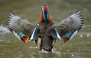 Images Dated 12th February 2018: Mandarin duck drake (Aix galericulata) from behind flapping its wings. Southwest London, UK