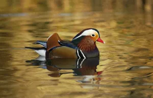 Mandarin duck drake (Aix galericulata) floating on colourful water, Southwest London, UK