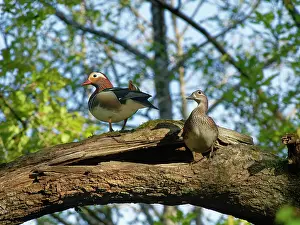 Alien Species Prints: Mandarin ducks (Aix galericulata)
