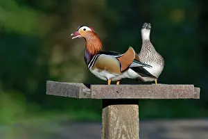 Alien Species Prints: Mandarin ducks (Aix galericulata) pair