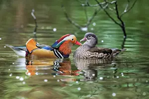Devon Prints: Mandarin ducks (Aix galericulata) pair in breeding plumage