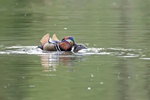 Alien Species Prints: Mandarin ducks (Aix galericulata) pair mating on a woodland pond at dusk