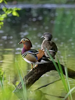 Alien Species Prints: Mandarin ducks (Aix galericulata) pair perched on a fallen tree branch on the margins of a woodland pond