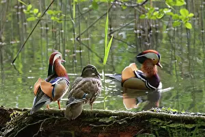 Alien Species Prints: Mandarin ducks (Aix galericulata)