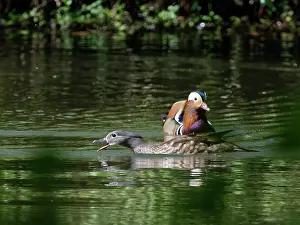 Alien Species Prints: Mandarin ducks (Aix galericulata) pair on woodland pond catching flies
