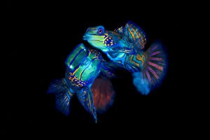 Black Background Gallery: Mandarinfish (Synchiropus splendidus) pair spawning