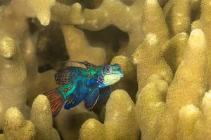 Wa Ab Prints: Mandarinfish (Synchiropus splendidus) leaving the protection of finger coral to look for a mate at dusk