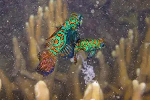 Copulation Prints: Mandarinfish (Synchiropus splendidus) pair mating with released eggs and sperm visible