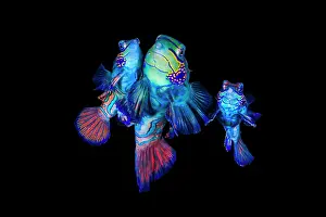 Luminosity Prints: Mandarinfish (Synchiropus splendidus) pair spawning, with another female close by