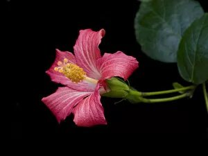 Images Dated 7th June 2019: Mandrinette (Hibiscus fragilis), cultivated in breeding program at Kew Gardens, London, UK