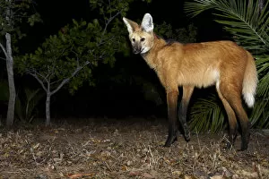Animal Ears Gallery: Maned wolf (Chrysocyon brachyurus) searching for food, Piaui, Cerrado, Brazil, South