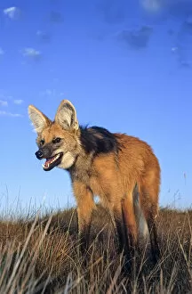 March 2022 highlights Gallery: Maned wolf (Chrysocyon brachyurus) setting out to hunt in grassland at dusk