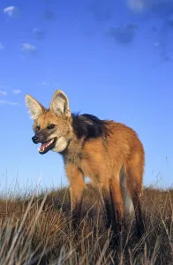 Maned wolf (Chrysocyon brachyurus) setting out to hunt in grassland at dusk. Serra da Canastra National Park, Brazil