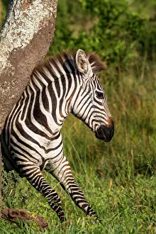 Equus Quagga Prints: Maneless zebra (Equus quagga borensis) scratching its back against tree trunk