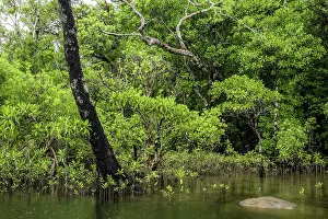Mangrove forest, Masoala National Park, Madagascar. April, 2018