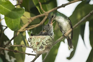 Nick Hawkins Gallery: Mangrove hummingbird (Amazilia boucardi) female feeding chicks in nest, Pacific coast