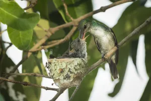 Trochilidae Prints: Mangrove hummingbird (Amazilia boucardi) female feeding chicks in nest, Pacific coast