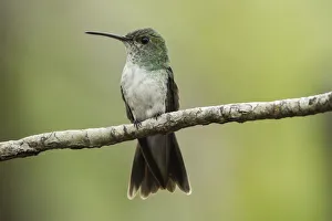 Mangrove hummingbird (Amazilia boucardi) female perched on twig, Pacific coast mangroves area